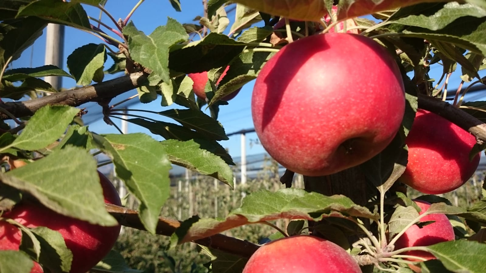 Äpfel