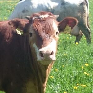 Fleisch