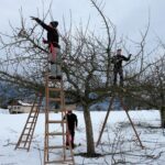 Winterschnitt